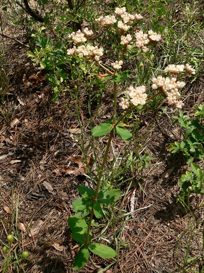 {Eriogonum tomentosum}